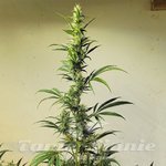 Ethos Haze IBL - ETHOS GENETICS