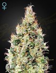 Exodus Cheese Auto CBD - GREEN HOUSE SEEDS