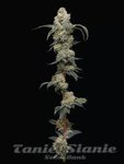 Farmer's Daughter - HUMBOLDT SEED COMPANY