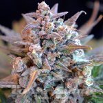 Gorilla Zkittlez Auto