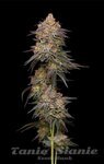 Granny Candy - HUMBOLDT SEEDS COMPANY