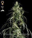 Arjan's Haze #1 - GREEN HOUSE SEEDS