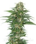 Hindu Kush Auto