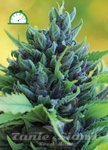 Humboldt Dream Auto - HUMBOLDT SEEDS COMPANY