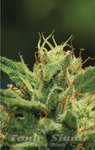 Humboldt Sour Diesel - HUMBOLDT SEED COMPANY
