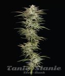 Jelly Donutz - HUMBOLDT SEEDS COMPANY