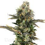 King Cone - ELEV8 SEEDS