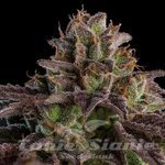 Kmintz - RIPPER SEEDS