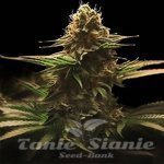 Lemon Haze F1 Auto