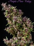 Purple Paro Valley - MANDALA SEEDS