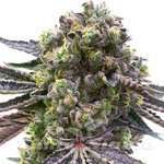 Mazar x Blueberry