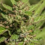 Mendo Breath - ATLAS SEEDS