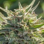 Mythic Cheetah Fast - ATLAS SEEDS