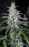 NYC Diesel