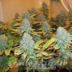 Aurora Indica - NIRVANA