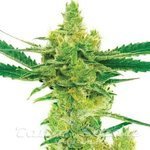 Northern Lights #10 x Amnesia Haze