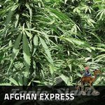 Afghan Express - POSITRONICS