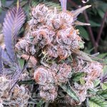 Premanent Velvet - INHOUSE GENETICS