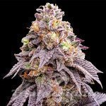 Purple Punch F1