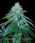 Purple Og #18 - RESERVA PRIVADA