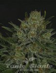 Double Glock - RIPPER SEEDS