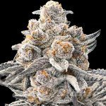 RS11 x Galactic Cookies