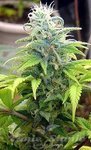 Skunk #99