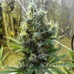 Sour Diesel Auto