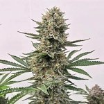 Space Panda - ATLAS SEEDS