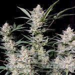 Strawberry Gorilla Auto
