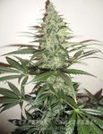 Super Lemon Haze Auto