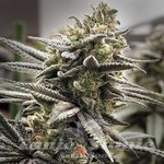 Thundersnow - ELEV8 SEEDS