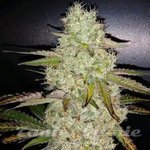 Toasted R1 - ETHOS GENETICS