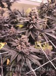 Tropicana Cookies 