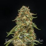 Turtle Taffy Auto - ATLAS SEEDS