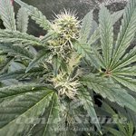 Velvet Smoothie - INHOUSE GENETICS