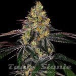 Watermelon Zkittlez Fast Version