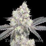 White LSD Auto