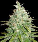 Afghan Kush X Black Domina - WORLD OF SEEDS