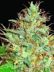 Afghan Kush X Skunk - WORLD OF SEEDS