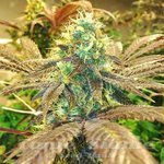 Zkittlez