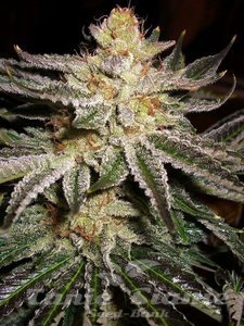 818 Headband Aka Sour OG - THE CALI CONNECTION - 4