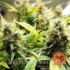 Acapulco Gold - BARNEY’S FARM - 4