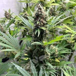 Afghan Kush Auto - 1