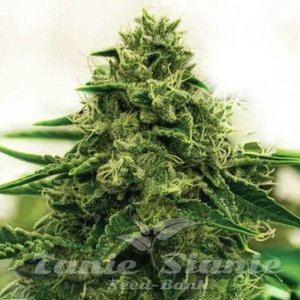 Amnesia F1 - 1