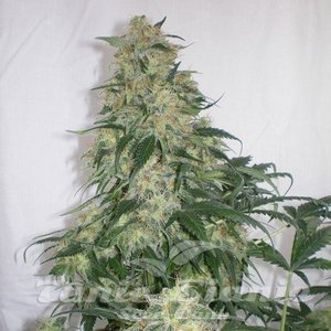 Amnesia Haze - 1