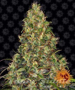Amnesia Haze Auto - BARNEY'S FARM - 1