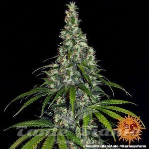 Amnesia Haze Auto - BARNEY'S FARM - 2