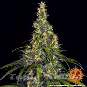 Amnesia Haze Auto - BARNEY'S FARM - 4