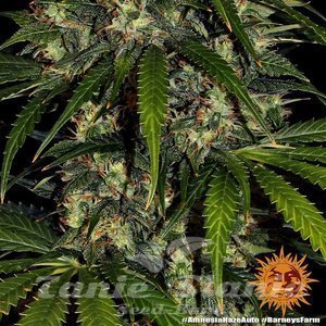 Amnesia Haze Auto - BARNEY'S FARM - 6